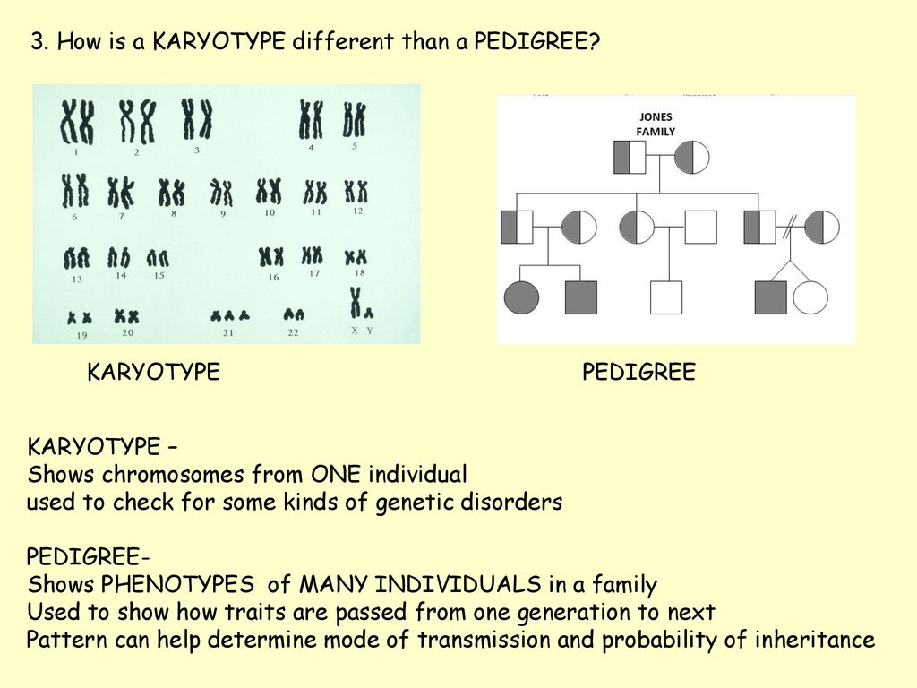 GENETICS And GENETIC DISORDERS Chapter 11 12 Kelly Riedell Brookings 