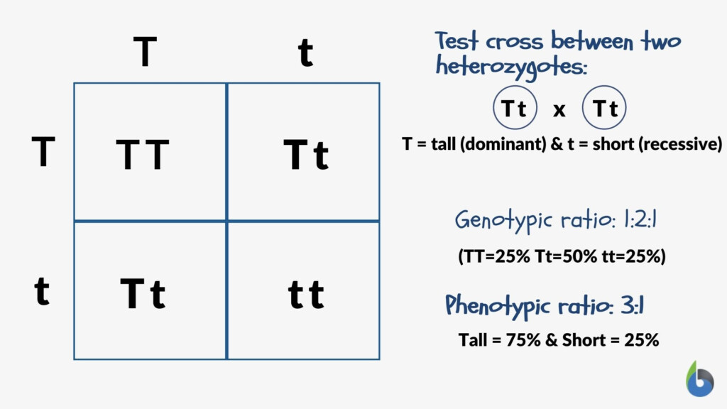 Genotype Ratio