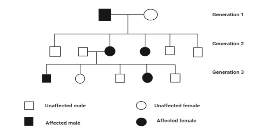 Given Below Is A Pedigree Chart Showing The Inheritance Of A Certain 