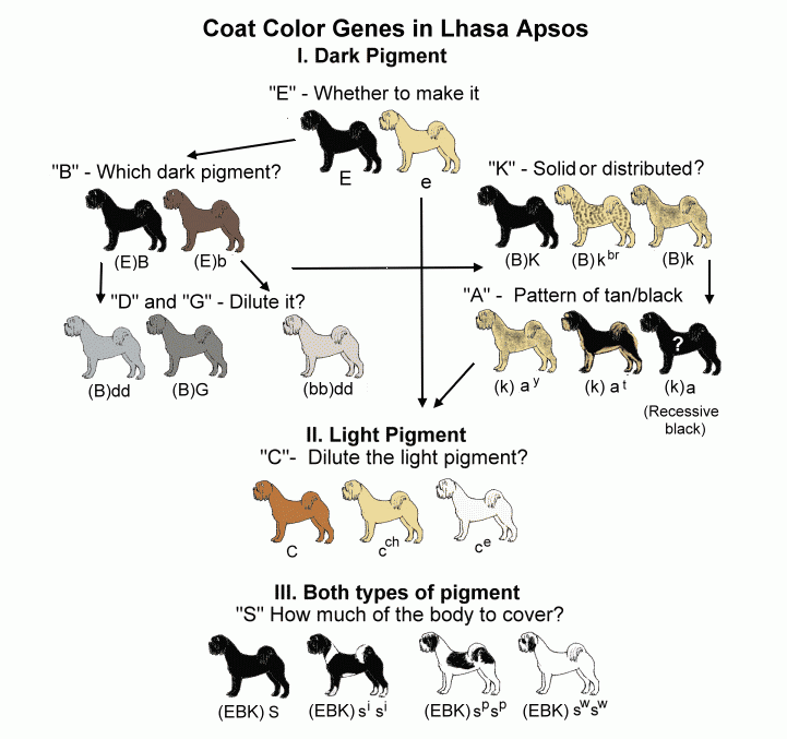 Great Dane Coat Color At Kathleen Rosales Blog