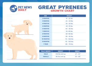 Great Pyrenees Growth Chart How Big Will Your Great Pyrenees Get 
