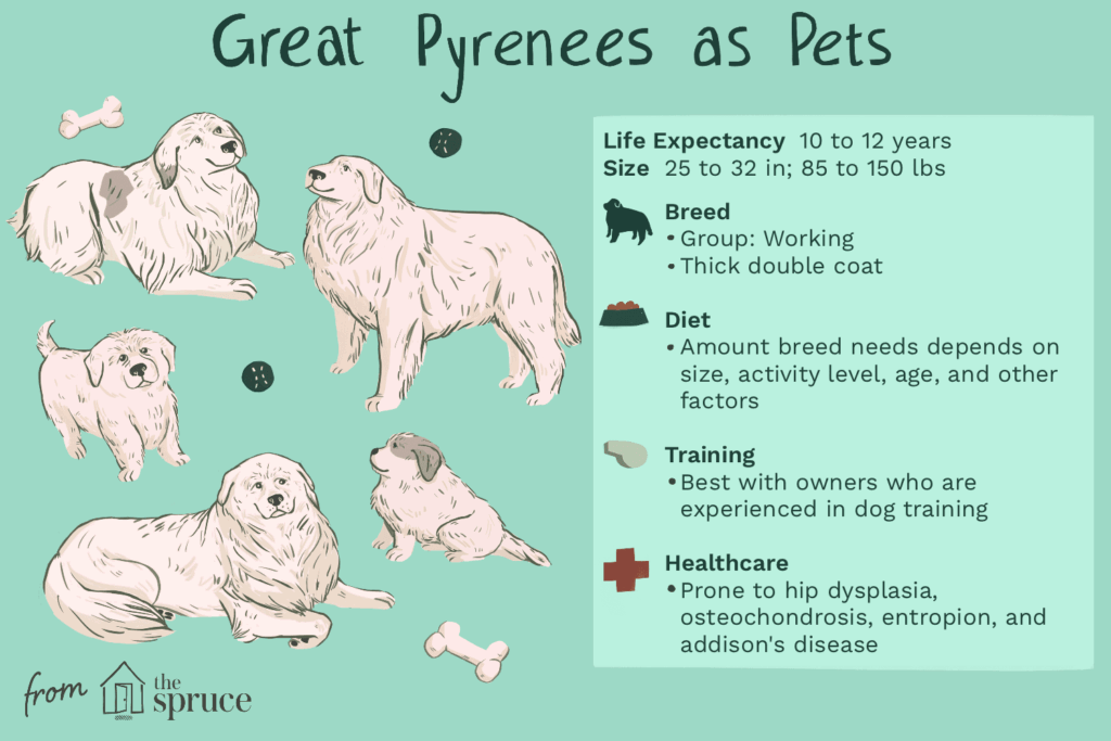 Great Pyrenees Pyr Dog Breed Characteristics Care