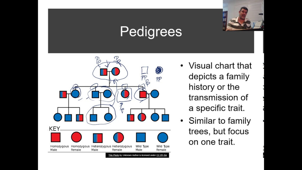 H 25 Pedigrees And Punnett Squares YouTube
