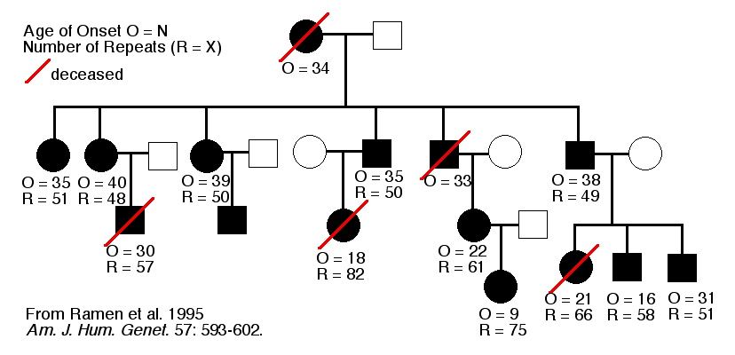 HD Pedigree