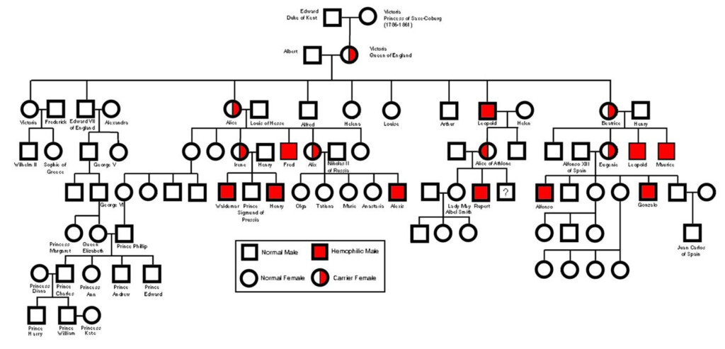 Hemophilia Pedigree