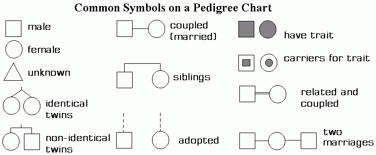 How Are Monozygotic Twins Represented On A Pedigree Chart Ponasa