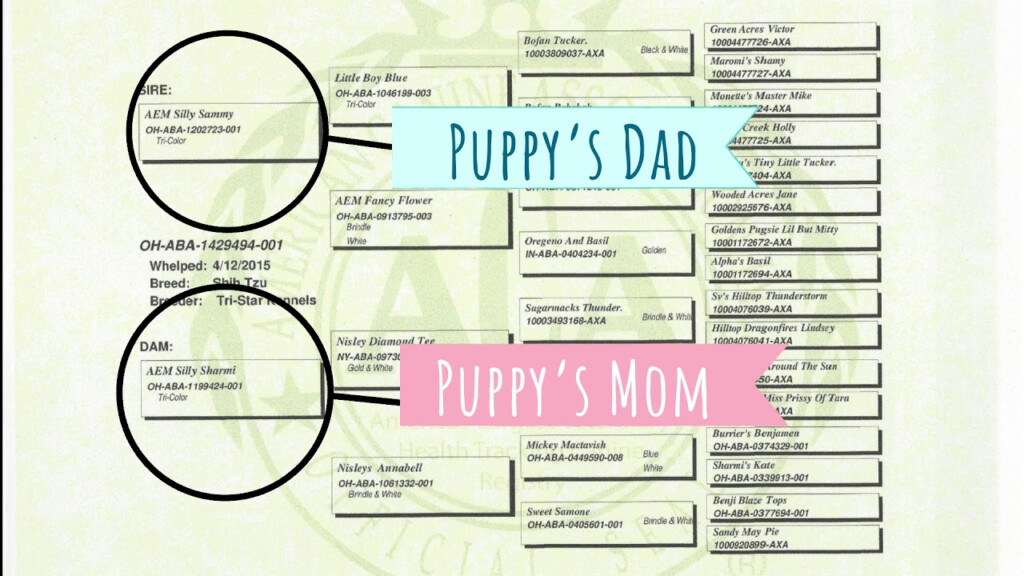 How Do I Read My Dogs Akc Pedigree