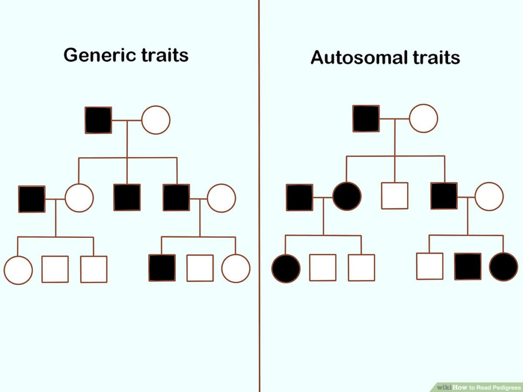 How Do You Read A Pedigree Dog Chart
