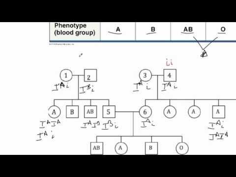 How To Blackout In Misbach 6 Generation Pedigree Chart