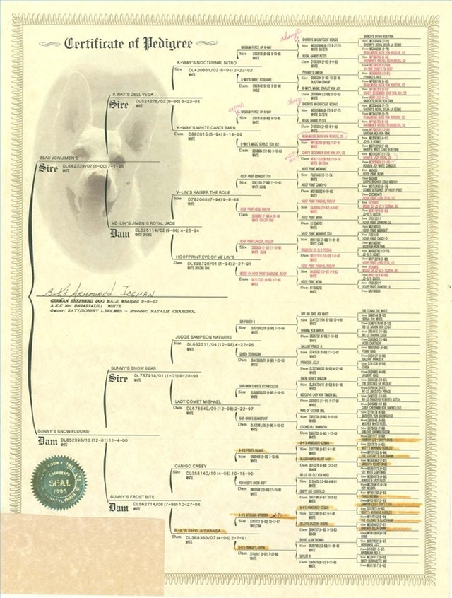 How To Read A Dog 39 s Pedigree Cuteness