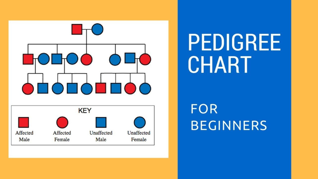 How To Read A Pedigree