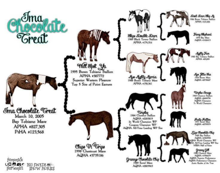How To Read Horse Pedigree At Elizabeth Chow Blog