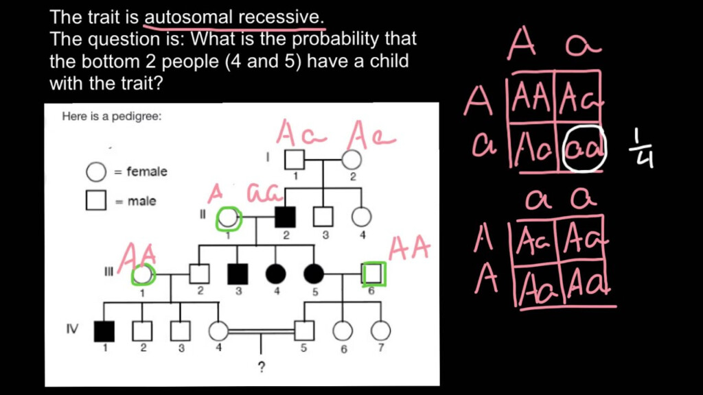 How To Solve Pedigree Probability Problems YouTube