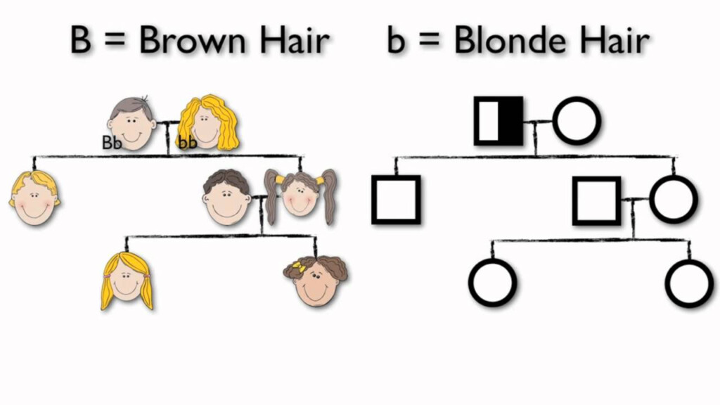 How To Understand A Pedigree Chart