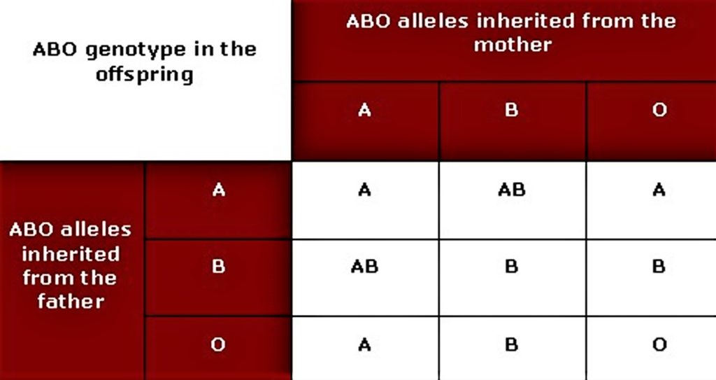 Human Blood Types Explained How Do Blood Types Work Blood Types 