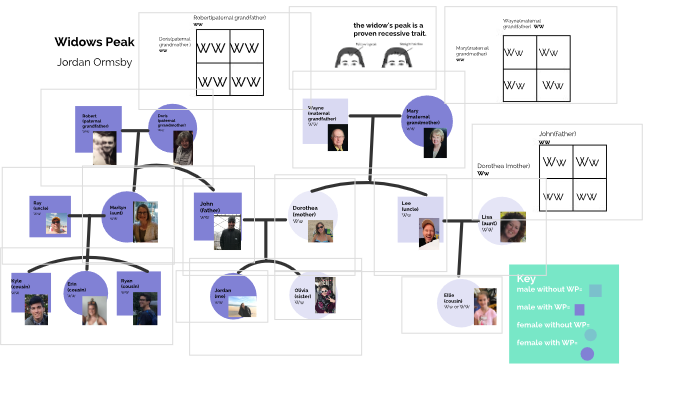 Human Genetics Pedigree Chart Project Widow 39 s Peak By Jordan Ormsby On 