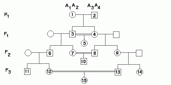 Inbreeding In Pedigrees