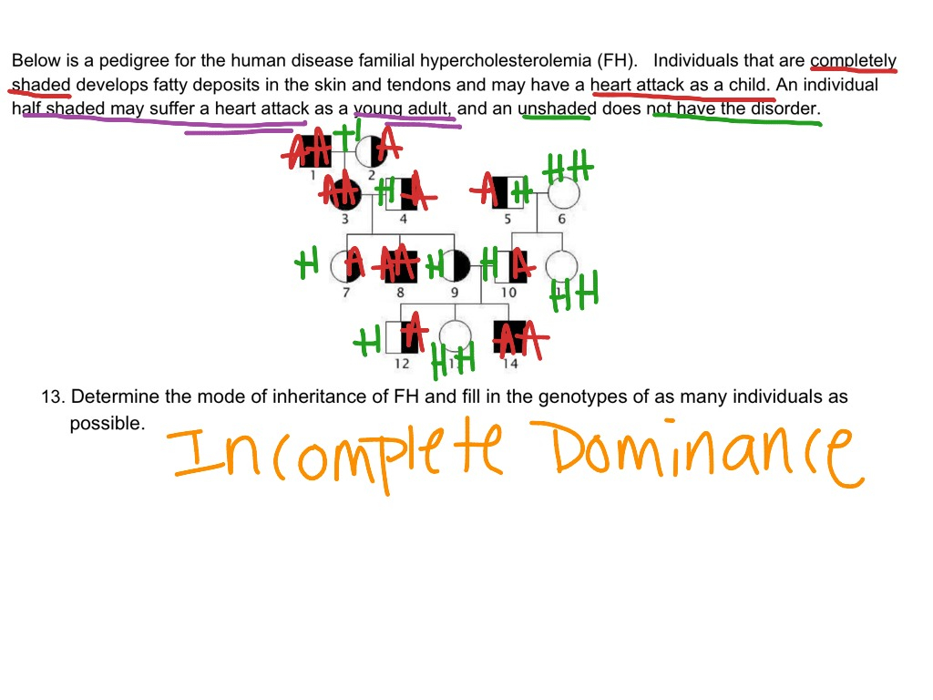 Incomplete Dominance Pedigree Science Biology Genetics ShowMe