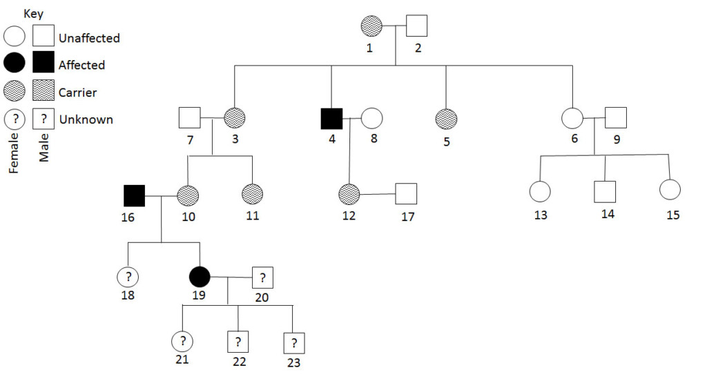 Inheritance Patterns Pedigrees And Genetic Disorders Genetics