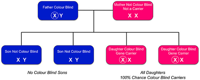 Inherited Colour Vision Deficiency Colour Blind Awareness