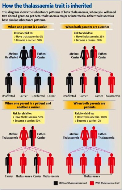 Interesting Facts About Thalassemia Carriers Dr Sharon Lim The 