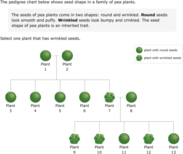 IXL Read A Plant Pedigree Chart 3rd Grade Science