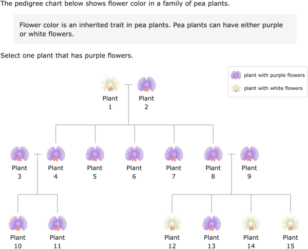 IXL Read A Plant Pedigree Chart 5th Grade Science