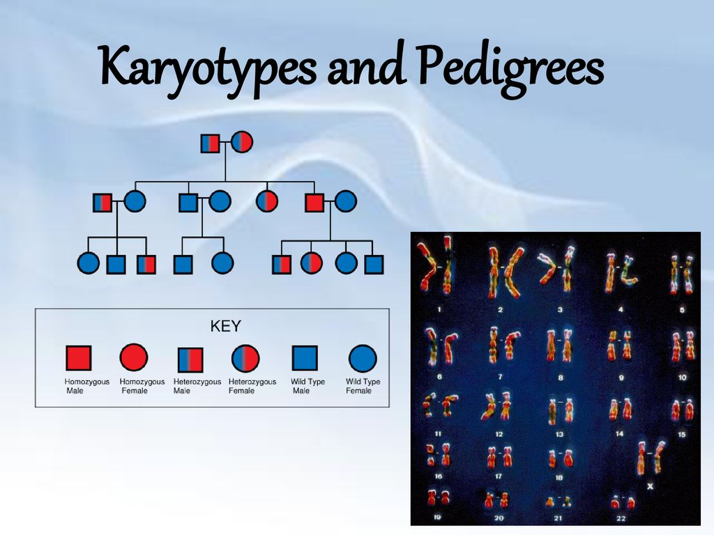 Karyotypes And Pedigrees Ppt Download