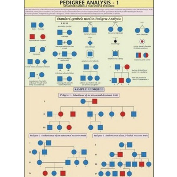 Laboratory Charts Laminated Rexine Educational Charts