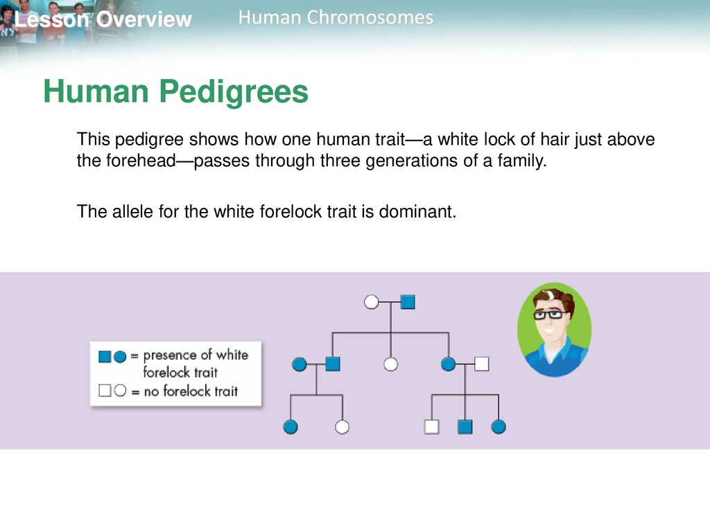 Lesson Overview 14 1 Human Chromosomes Ppt Download