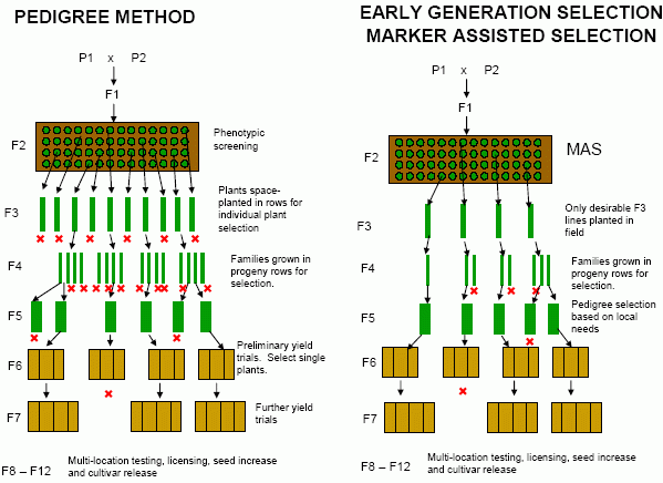 Marker assisted Bred Plants A Genetic Technology Alternative To GMO 