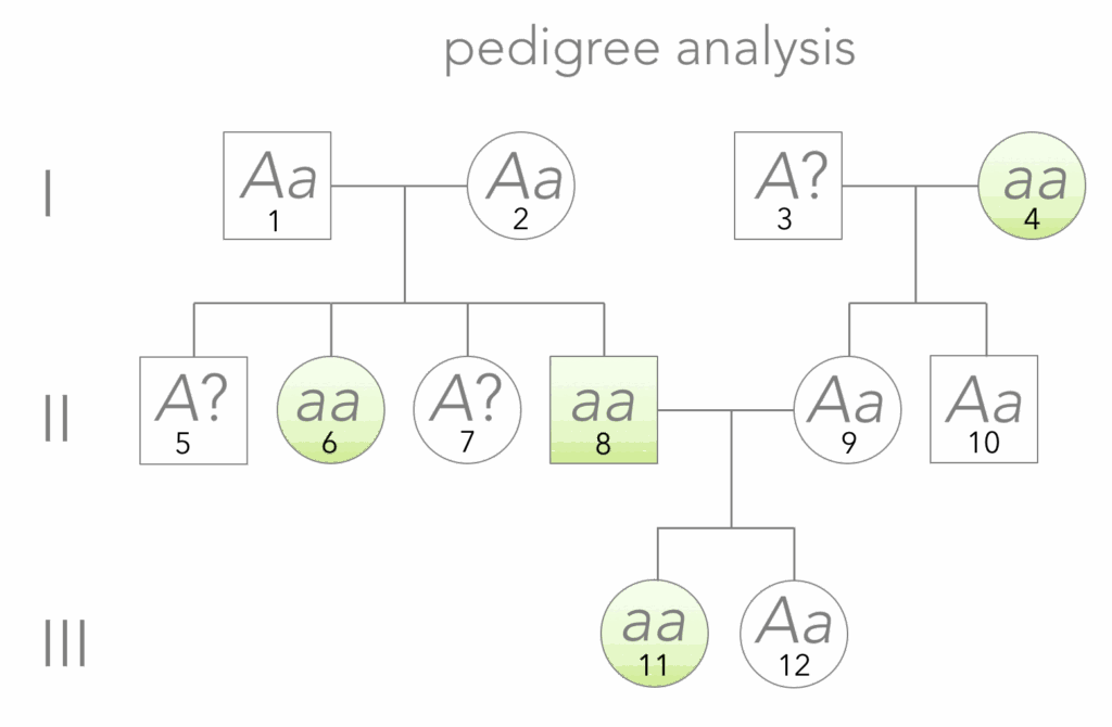 Mendel And The Gene E chapter The Biology Primer
