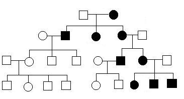 Mitochondrial Dna Inheritance