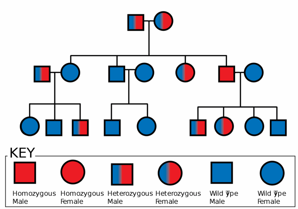 More Pedigrees Mr Powell Science