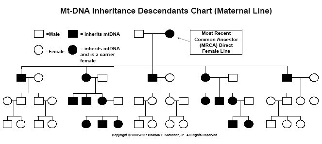 MtDNA Inheritance Chart