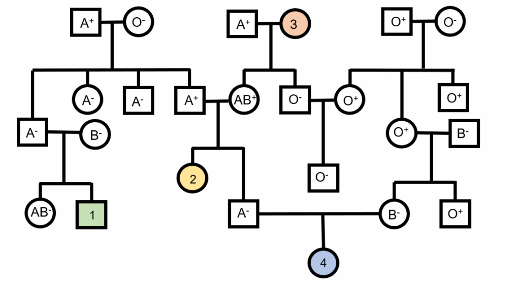 Multiple Choice Quiz Genetic Pedigrees 5 ABO And Rh Blood Group 