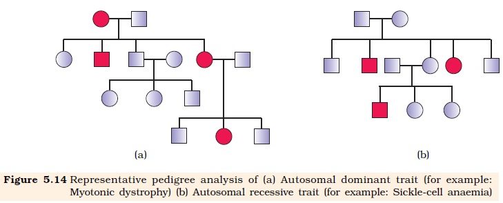 NCERT Class XII Biology Chapter 5 Principles Of Inheritance And 