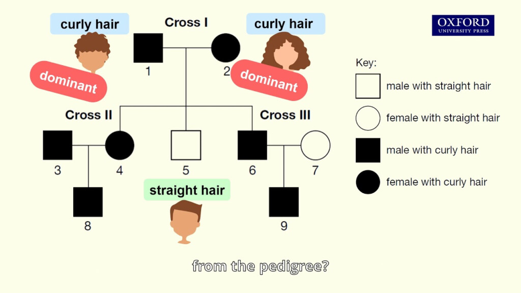 Online Tutorial 25 1 Interpreting A Pedigree Showing The Inheritance Of 