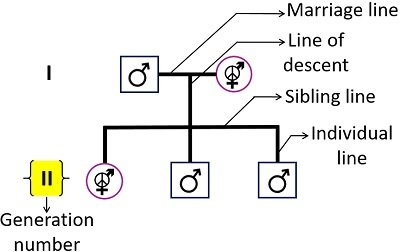Pedigree Analysis Chart Definition Symbols Types Examples 