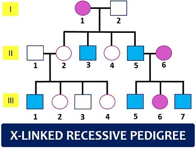 Pedigree Analysis Chart Definition Symbols Types Examples 