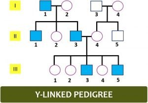 Pedigree Analysis Chart Definition Symbols Types Examples 