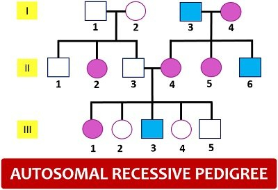 Pedigree Analysis Chart Definition Symbols Types Examples 