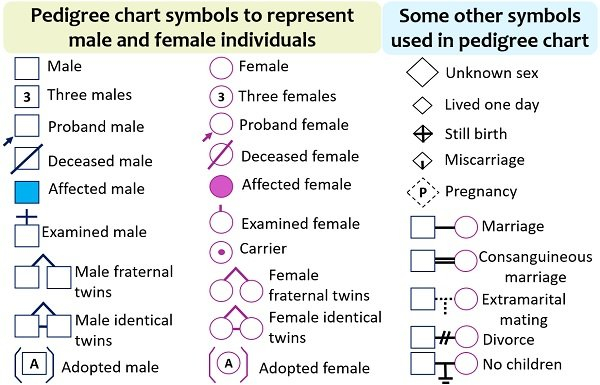 Pedigree Analysis Chart Definition Symbols Types Examples 