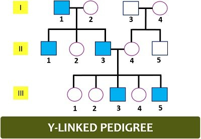 Pedigree Analysis Chart Definition Symbols Types Examples 