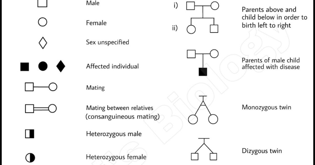 Pedigree Analysis Class 12 Biology