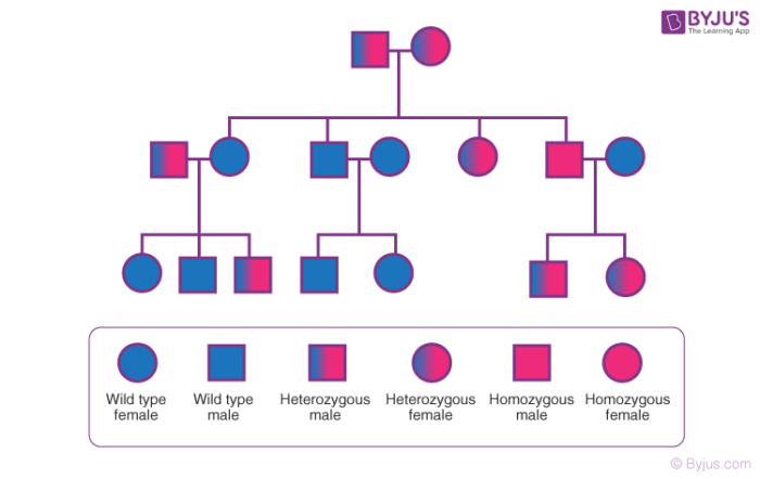 Pedigree Analysis Genetic History Of Family And Its Disorders
