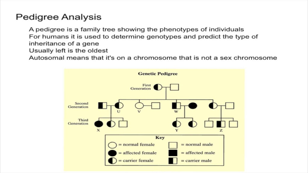 Pedigree Analysis YouTube
