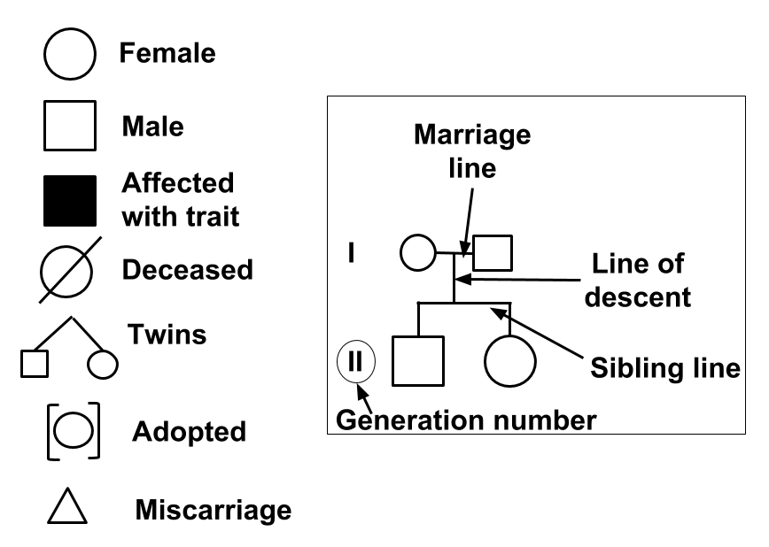 Pedigree AVA 39 S 7TH GRADE SCIENCE WEBSITE