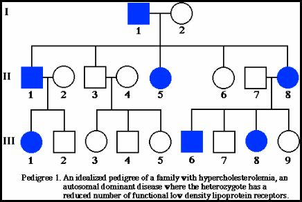 Pedigree Chart Autosomal Dominant Disorders Biology Exams 4 U 