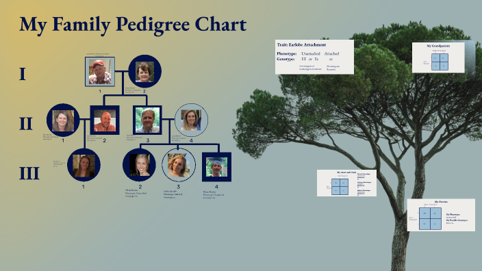 Pedigree Chart By Kara Brooks On Prezi